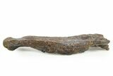 Fossil Ornithopod Dinosaur (Dryosaurus?) Metatarsal - Wyoming #367586-2